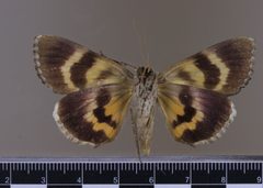 Catocala muliercula MGCL 1037142 V by Florida Museum of Natural History, McGuire Center. Used under a CC0 license.
