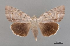 Catocala myristica MEM368533 by Mississippi Entomological Museum. Used under a CC0 license.