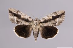 Catocala myristica YPM ENT 563699 D by Sproch, H. J.. Used under a CC0 license.