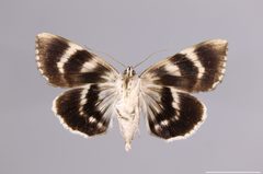 Catocala myristica YPM ENT 563699 V by Sproch, H. J.. Used under a CC0 license.