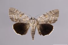 Catocala myristica YPM ENT 839999 D by Sproch, H. J.. Used under a CC0 license.
