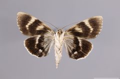 Catocala myristica YPM ENT 839999 V by Sproch, H. J.. Used under a CC0 license.