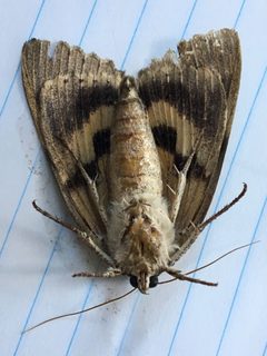 Catocala neogama 25345751 by Mark. Used under a CC BY 4.0 license.
