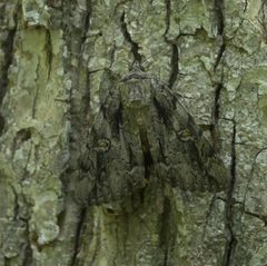 Catocala neogama P1170367a by 
xpda. Used under a CC BY-SA 4.0 license.