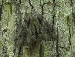 Catocala neogama P1170370a by 
xpda. Used under a CC BY-SA 4.0 license.