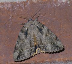 Catocala neogama P1460873a by 
xpda. Used under a CC BY-SA 4.0 license.