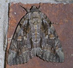Catocala neogama P1490865a by 
xpda. Used under a CC BY-SA 4.0 license.