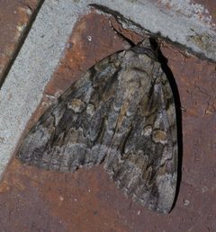 Catocala neogama P1490894a by 
xpda. Used under a CC BY-SA 4.0 license.