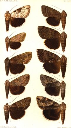 CATALOGUE-BM-PLATE CXCII by Sir GEORGE F. HAMPSON, Bart.. Used under a Public domain license.