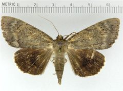 Catocala obscura by Doctorkilmer. Used under a Public domain license.