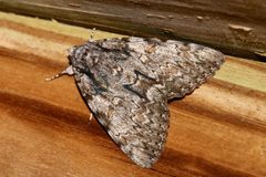 Catocala palaeogama 2252763 by Laura Gaudette. Used under a CC BY 4.0 license.