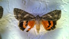 C. parta by Mothman27. Used under a CC BY-SA 4.0 license.