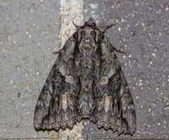 Catocala parta 96426659 by threelark. Used under a CC BY 4.0 license.