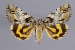 Catocala pretiosa YPM ENT 863517 D by Diebold, M.. Used under a CC0 license.