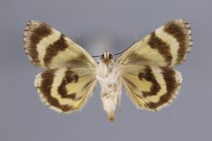 Catocala pretiosa YPM ENT 863517 V by Diebold, M.. Used under a CC0 license.