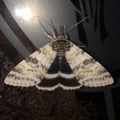 Catocala relicta 50474098 by Dan MacNeal. Used under a CC BY 4.0 license.