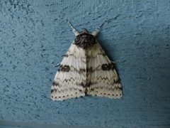 Catocala relicta 54892655 by Christian Grenier. Used under a CC0 license.