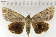 Catocala residua by Doctorkilmer. Used under a Public domain license.