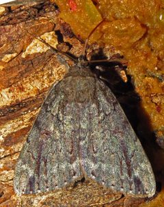 Catocala residua 9715447 by David Dodd. Used under a CC BY 4.0 license.