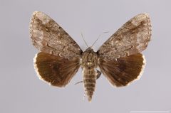 Catocala residua YPM ENT 777090 D by Lazarova, Y. P.. Used under a CC0 license.