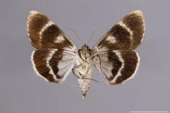 Catocala residua YPM ENT 777090 V by Lazarova, Y. P.. Used under a CC0 license.