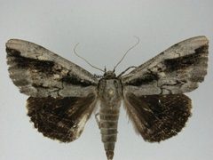 Catocala robinsonii1 by J.Gill, Canadian National Collection of Insects, Arachnids and Nematodes. Used under a CC BY-SA 3.0 license.