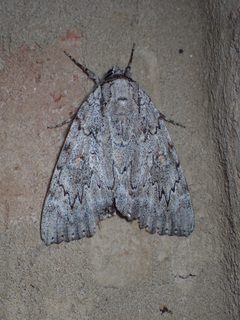 Catocala robinsonii 5351693 by John P. Friel. Used under a CC BY 4.0 license.