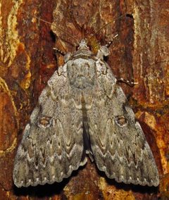 Catocala robinsonii 9646444 by David Dodd. Used under a CC BY 4.0 license.