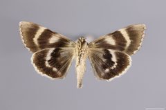 Catocala robinsonii YPM ENT 876540 V by Sproch, H. J.. Used under a CC0 license.