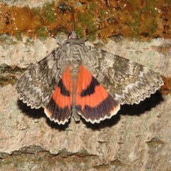 Catocala semirelicta 86806787 by Dan MacNeal. Used under a CC BY 4.0 license.