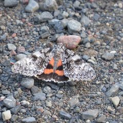 Catocala semirelicta 90356078 by Allan Harris. Used under a CC0 license.