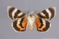 Catocala semirelicta YPM ENT 448163 V by Baucom, K. M.. Used under a CC0 license.