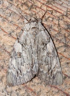Catocala subnata 54024971 by Laura Gaudette. Used under a CC BY 4.0 license.