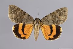 Catocala texanae YPM ENT 719311 D by Yale Peabody Museum. Used under a CC0 license.