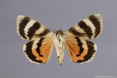 Catocala texanae YPM ENT 719311 V by Yale Peabody Museum. Used under a CC0 license.