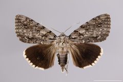 Catocala ulalume YPM ENT 854701 D by Yale Peabody Museum. Used under a CC0 license.
