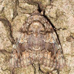 Catocala umbrosa by Mike Boone. Used under a CC BY-SA 2.5 license.
