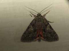 Catocala verrilliana by Donald Hobern. Used under a CC BY 2.0 license.