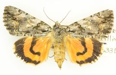 Catocala verrilliana 61329661 by Robb Hannawacker. Used under a CC0 license.