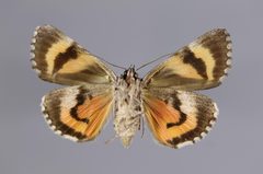 Catocala verrilliana YPM ENT 447805 V by Diebold, M.. Used under a CC0 license.