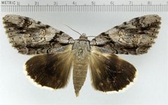 Catocala vidua by Doctorkilmer. Used under a Public domain license.
