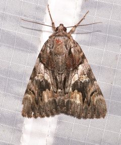 Catocala violenta 84388421 by Laura Gaudette. Used under a CC BY 4.0 license.