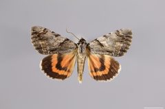 Catocala violenta YPM ENT 447812 D by Sproch, H. J.. Used under a CC0 license.