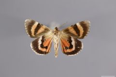 Catocala violenta YPM ENT 447812 V by Sproch, H. J.. Used under a CC0 license.
