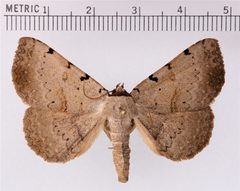 Spiloloma lunilinea by Doctorkilmer. Used under a Public domain license.