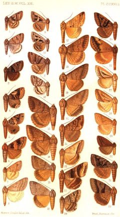 CATALOGUE-BM-PLATE CCXXIII by Sir GEORGE F. HAMPSON, Bart.. Used under a Public domain license.