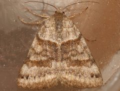 Caenurgina crassiuscula 01 by CBG Photography Group, Centre for Biodiversity Genomics. Used under a CC0 license.