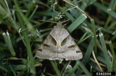 Caenurgina crassiuscula 5360500 by Whitney Cranshaw, Colorado State University, Bugwood.org. Used under a CC BY 3.0 us license.