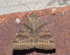 Caenurgina crassiuscula P1210093a by 
xpda. Used under a CC BY-SA 4.0 license.