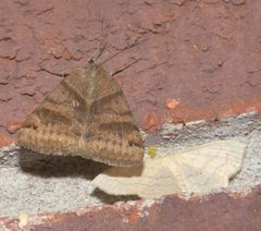 Caenurgina crassiuscula P1210099a by 
xpda. Used under a CC BY-SA 4.0 license.